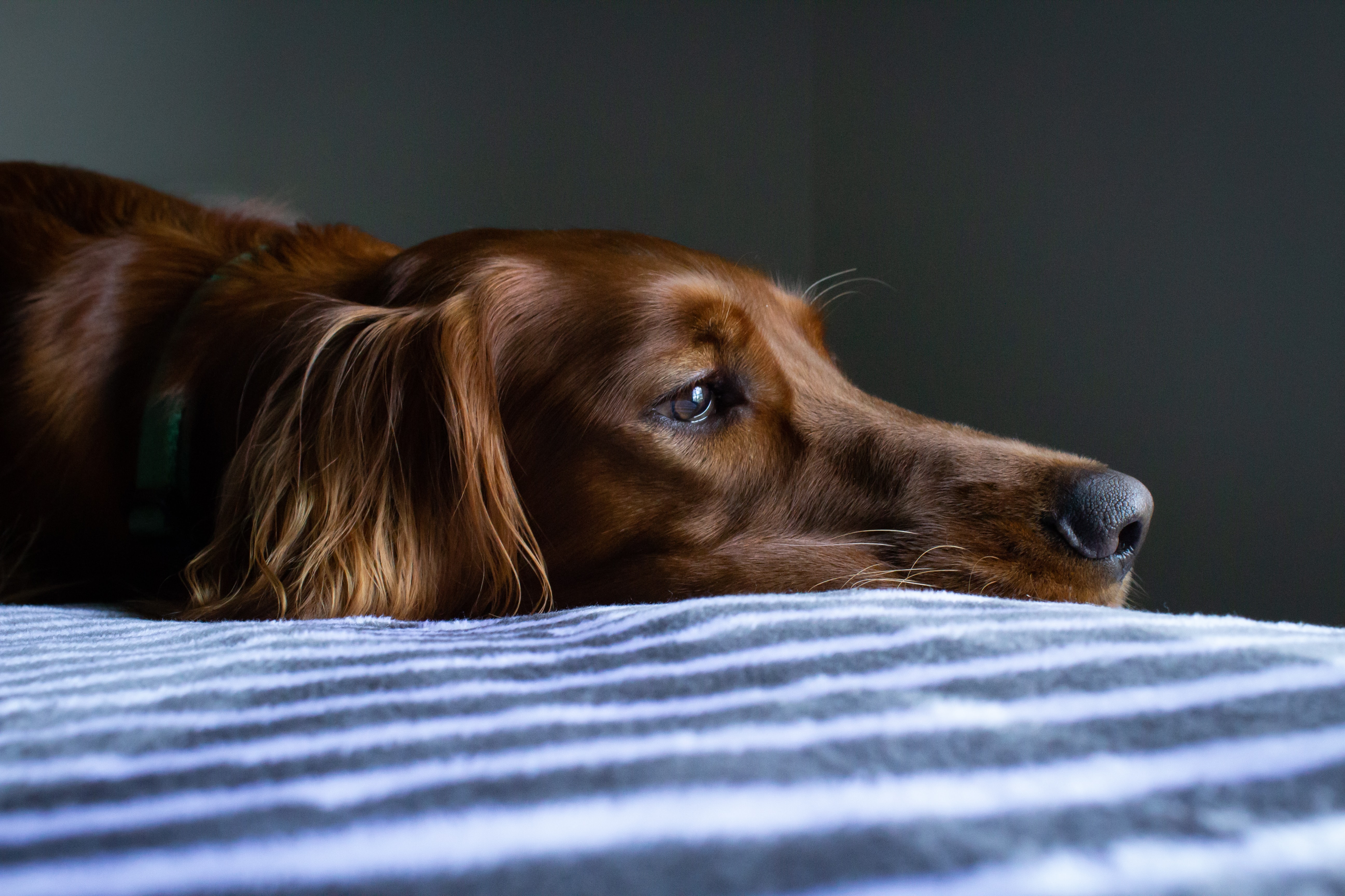 A dog looking sad